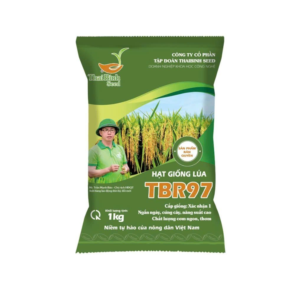  GIỐNG LÚA THUẦN TBR97 