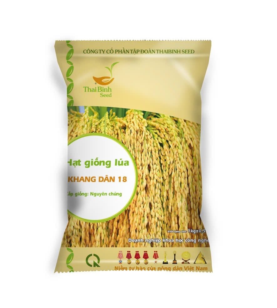  GIỐNG LÚA THUẦN KHANG DÂN 18 