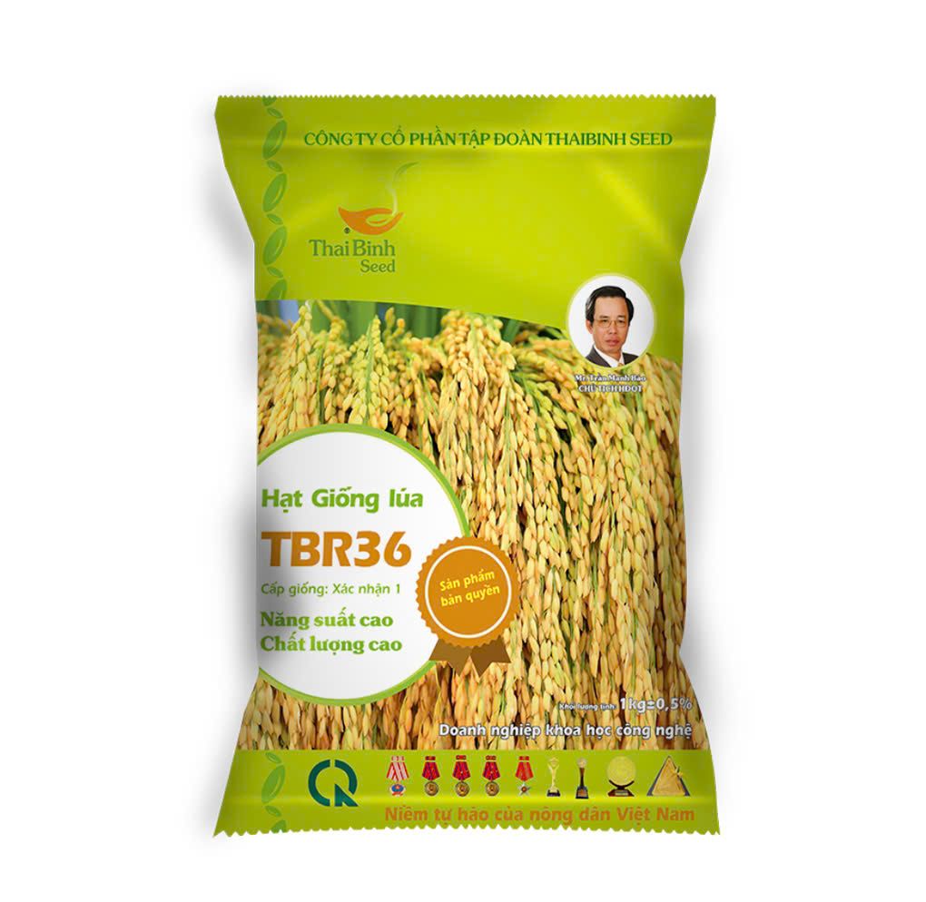  GIỐNG LÚA THUẦN TBR36 