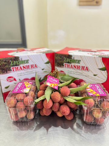  Vải Trứng Thanh Hà 