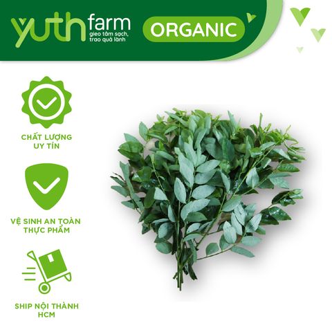  Rau bồ ngót [Giao trong TP. Hồ Chí Minh; Trừ Cần Giờ, Hóc Môn, Củ Chi] 