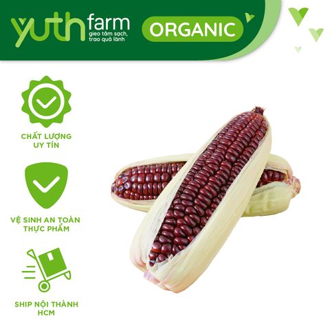  Bắp Nữ Hoàng [Giao trong TP.Hồ Chí Minh, Trừ Cần Giờ, Hóc Môn, Củ Chi] 