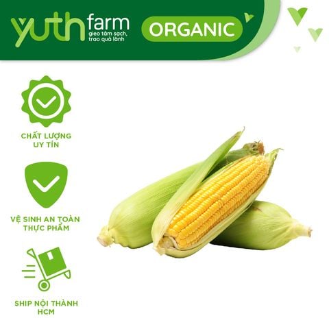  Bắp ngọt [Giao trong TP.Hồ Chí Minh, Trừ Cần Giờ, Hóc Môn, Củ Chi] 