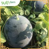  Dưa hấu khắc chữ (Mã Tết) [Giao trong TP. Hồ Chí Minh; Trừ Cần Giờ, Hóc Môn, Củ Chi] 