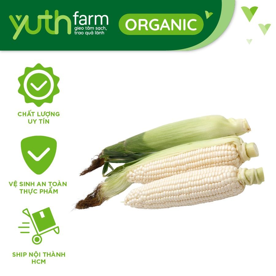  Bắp nếp [Giao trong TP.Hồ Chí Minh, Trừ Cần Giờ, Hóc Môn, Củ Chi] 