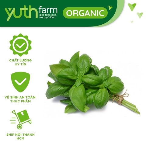  Quế tây (Basil) [Giao trong TP. Hồ Chí Minh; Trừ Cần Giờ, Hóc Môn, Củ Chi] 