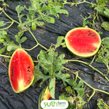  Dưa hấu Mỹ 