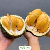  Sầu riêng Black Thorn 