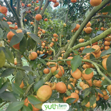  Cam canh [Giao trong TP. Hồ Chí Minh; Trừ Cần Giờ, Hóc Môn, Củ Chi] 