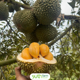  Sầu riêng Black Thorn 