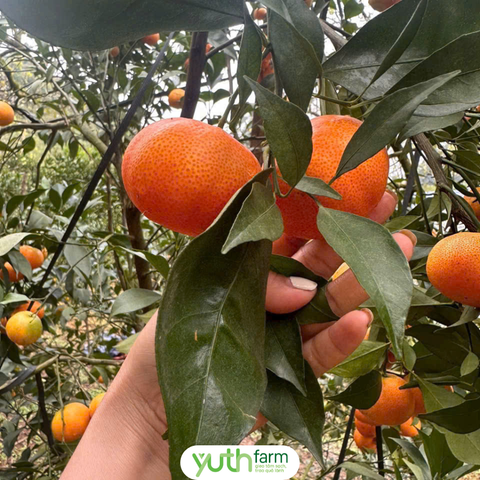  Cam canh [Giao trong TP. Hồ Chí Minh; Trừ Cần Giờ, Hóc Môn, Củ Chi] 