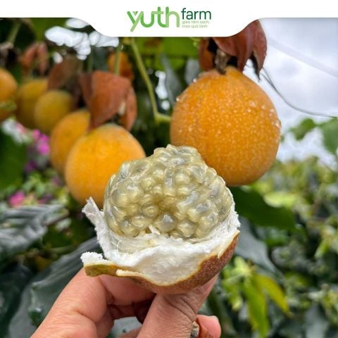  Chanh dây vàng Colombia 