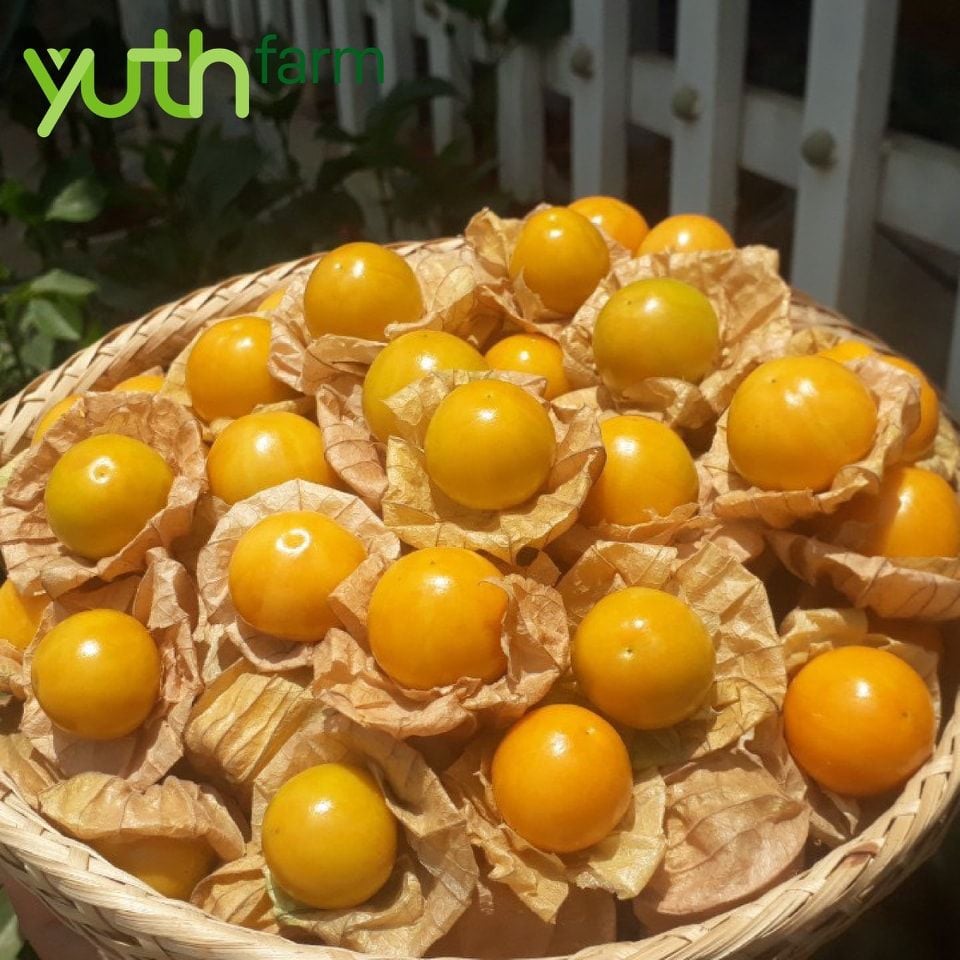  Tầm bóp Nam Mỹ 