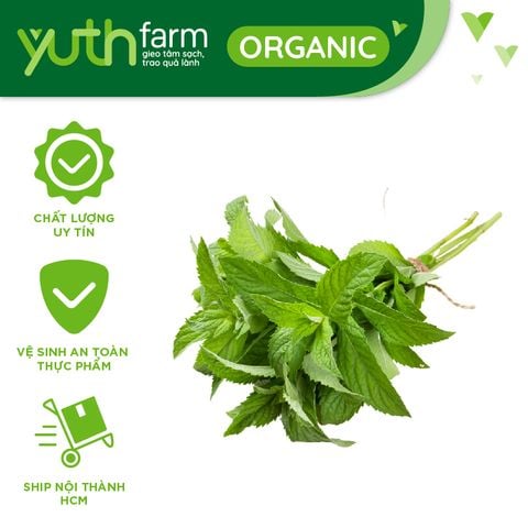  Bạc hà Âu [Giao trong TP.Hồ Chí Minh, Trừ Cần Giờ, Hóc Môn, Củ Chi] 