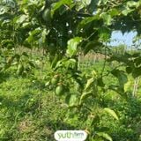  Chanh dây vàng ngọt hương mật ong 