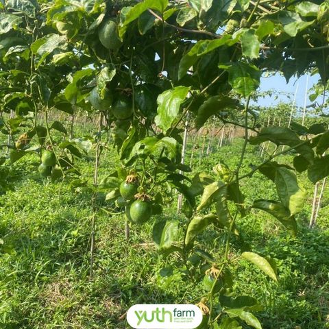  Chanh dây vàng ngọt hương mật ong 