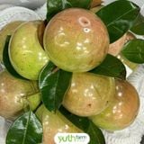  Vú Sữa Bơ Hồng 