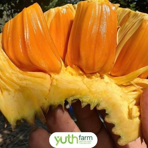  Mít đỏ tách múi (500g/khay) [Giao trong TP. Hồ Chí Minh; Trừ Cần Giờ, Hóc Môn, Củ Chi] 