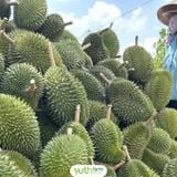  Sầu riêng 6 Hữu (Kg) 