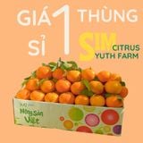 Quýt Sim Yuth Farm 