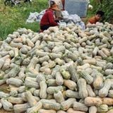  Bí Hồ Lô Hữu Cơ Yuth Farm 