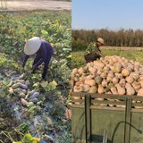  Bí Hồ Lô Hữu Cơ Yuth Farm 