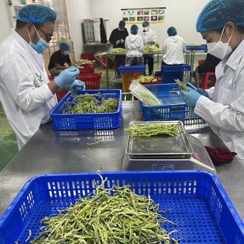  Rau tiến vua [Giao trong TP. Hồ Chí Minh; Trừ Cần Giờ, Hóc Môn, Củ Chi] 