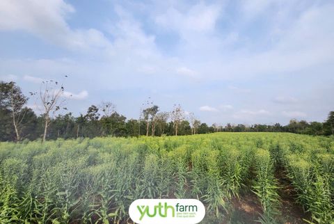  Rau tiến vua [Giao trong TP. Hồ Chí Minh; Trừ Cần Giờ, Hóc Môn, Củ Chi] 