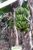  Chuối Laba Yuth Farm 