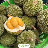  Sầu riêng Black Thorn 