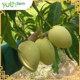  Xoài khắc chữ (Mã tết) [Giao trong TP. Hồ Chí Minh; Trừ Cần Giờ, Hóc Môn, Củ Chi] 