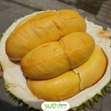  Sầu riêng Black Thorn 