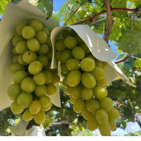  Nho Mẫu Đơn Yuth Farm 