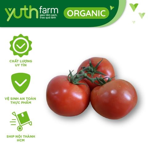  Cà chua beef (Cà chua trung) [Giao trong TP. Hồ Chí Minh; Trừ Cần Giờ, Hóc Môn, Củ Chi] 