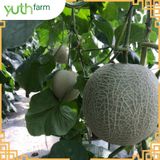  Dưa lưới khắc chữ (Mã tết) [Giao trong TP. Hồ Chí Minh; Trừ Cần Giờ, Hóc Môn, Củ Chi] 