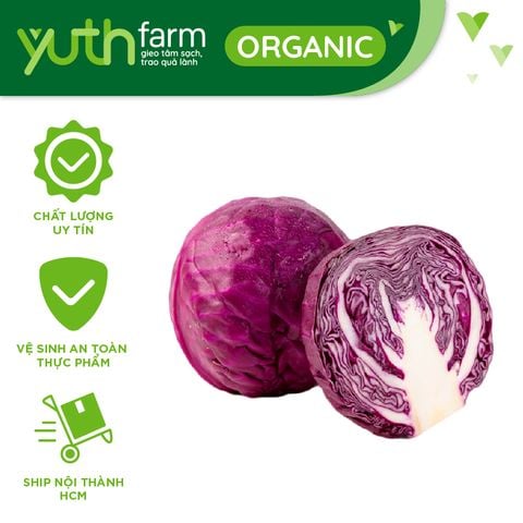  Bắp cải tím [Giao trong TP.Hồ Chí Minh, Trừ Cần Giờ, Hóc Môn, Củ Chi] 