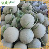  Dưa lưới khắc chữ (Mã tết) [Giao trong TP. Hồ Chí Minh; Trừ Cần Giờ, Hóc Môn, Củ Chi] 