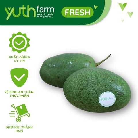  Bơ Cuba [Giao trong TP. Hồ Chí Minh; Trừ Cần Giờ, Hóc Môn, Củ Chi] 