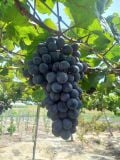  Nho Bali 
