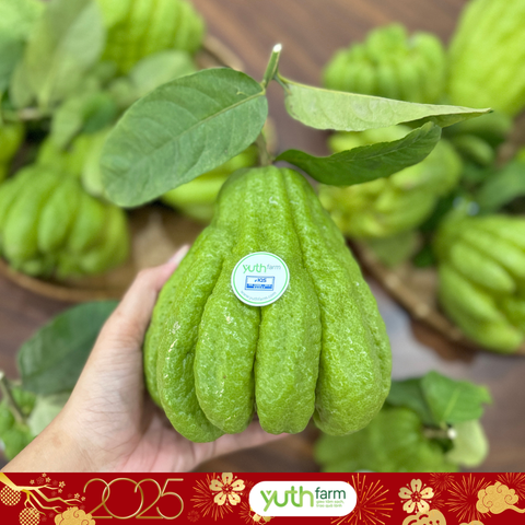  Phật thủ (Mã tết) [Giao trong TP. Hồ Chí Minh; Trừ Cần Giờ, Hóc Môn, Củ Chi] 