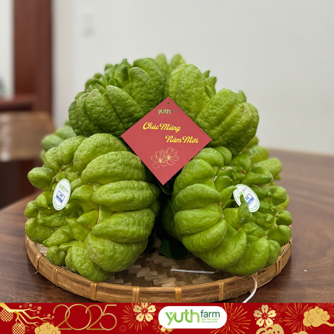  Phật thủ (Mã tết) [Giao trong TP. Hồ Chí Minh; Trừ Cần Giờ, Hóc Môn, Củ Chi] 