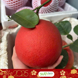  Bưởi Tiến Vua ( Trái) 