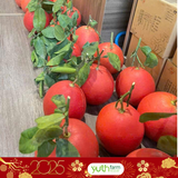  Bưởi Tiến Vua ( Trái) 