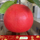  Bưởi Tiến Vua ( Trái) 