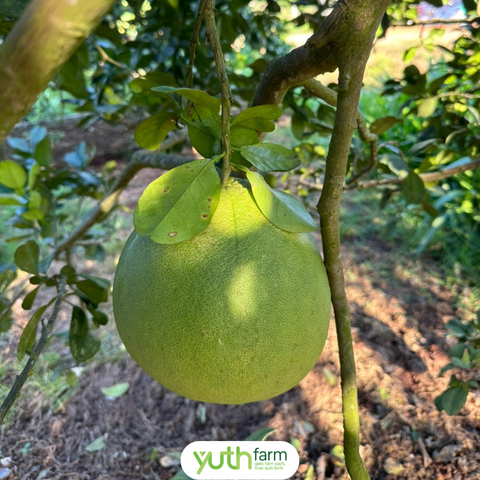  Bưởi da xanh [Giao trong TP. Hồ Chí Minh; Trừ Cần Giờ, Hóc Môn, Củ Chi] 