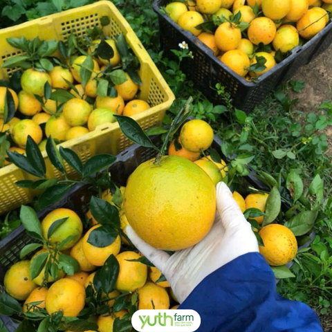  Cam không hạt  ( Cam rốn) 