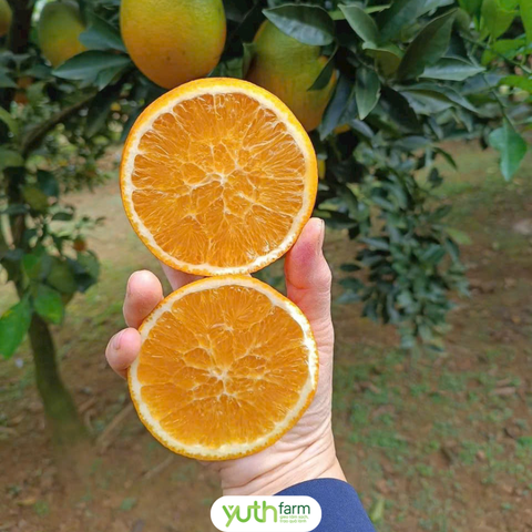  Cam không hạt  ( Cam rốn) 