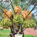  Chà là tươi [Giao trong TP. Hồ Chí Minh; Trừ Cần Giờ, Hóc Môn, Củ Chi] 