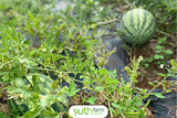  Dưa hấu Mỹ 