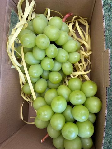  Nho Mẫu Đơn Yuth Farm 